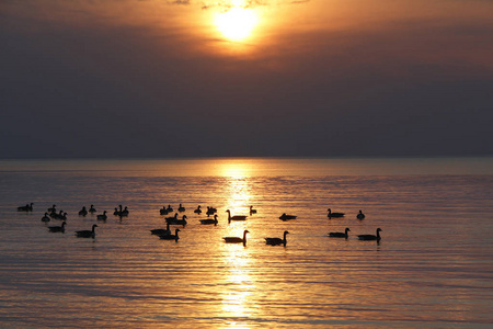 休伦湖在日落时的大雁群图片