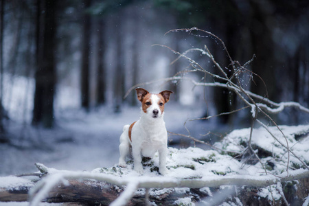 狗在户外，在树林里，冬天的情绪