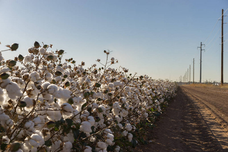 棉花球盛开农业农场作物图像