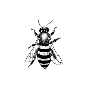蜜蜂黑白简笔画图片