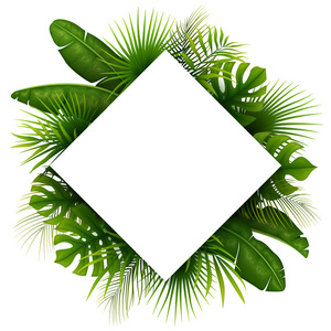 白色背景的文本隔离的热带绿色叶子与白色框架地方