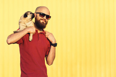 戴着墨镜的大胡子男子抱着帕格小狗在他的肩膀上反对黄色墙的背景