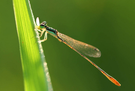 美丽的蜻蜓在稻田里