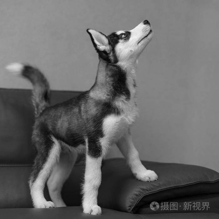 狗小狗纯种哈士奇灰色