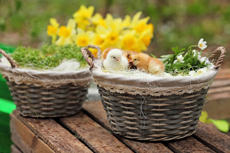 美丽的小鸡在一个肉垂篮子在花园里。关闭
