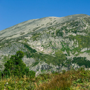 山谷中的松树林。山脉的美景