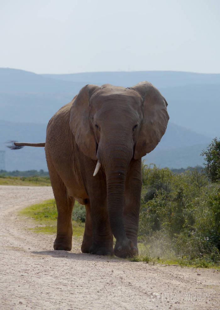 在南部非洲的大象
