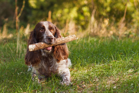 布朗发现俄罗斯猎犬在森林里