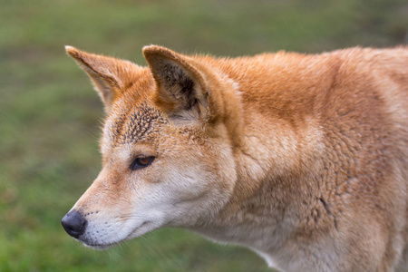 澳大利亚狗，头部和颈部的特写视图