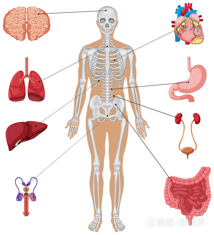 人体内部对应器官图图片