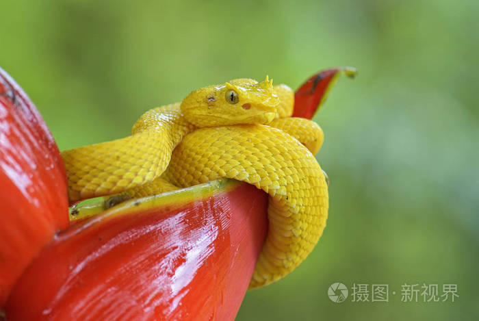 睫毛毒蛇-bothriechis schlegelii, 美丽的彩色有毒的毒蛇从中美洲