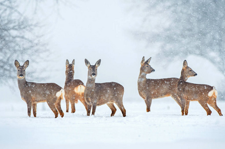 野生鹿群在下雪图片