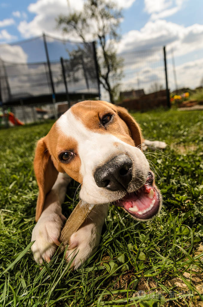 比格犬在草地上的花园里吃了一把