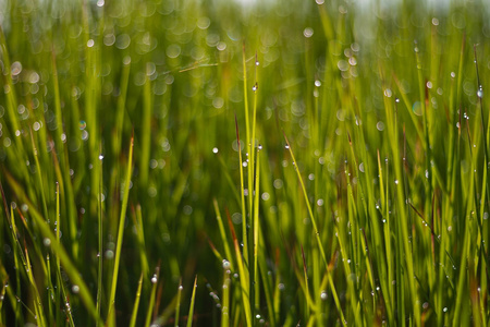新鲜的绿草，有露水降特写。自然背景
