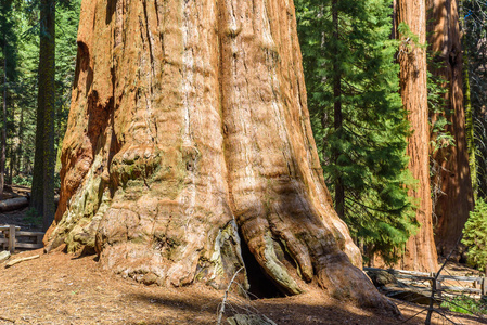 谢尔曼将军树地球上最大的树, 红杉国家公园的巨型红杉树, 加利福尼亚, 美国