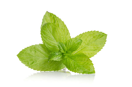 绿色新鲜薄荷图片