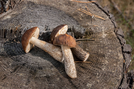 组棕色帽牛蘑菇 牛栗 在自然