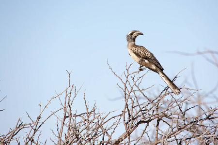 Hlicopter 观鸟, Etosha 国家公园在纳米比亚, 非洲