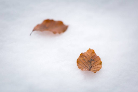 山毛榉叶子躺在白雪