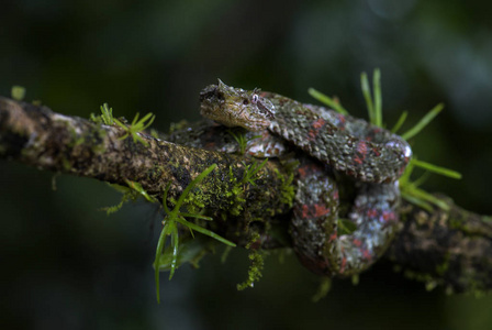 睫毛毒蛇Bothriechis schlegelii, 美丽的彩色有毒的毒蛇从中美洲森林, 哥斯达黎加
