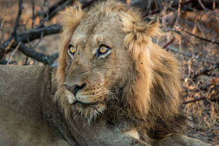 主演狮子在克鲁格国家公园，南非