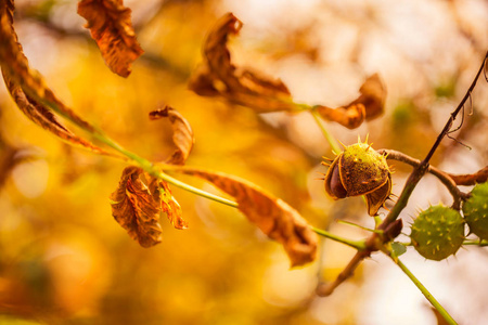 秋天背景与板栗和五颜六色的叶子在柔和的阳光下, 太阳射线