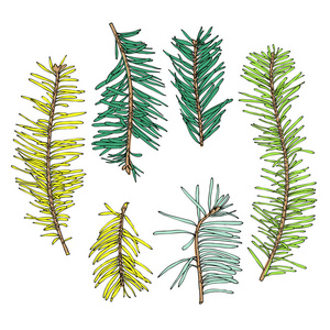手绘针叶树的集合照片