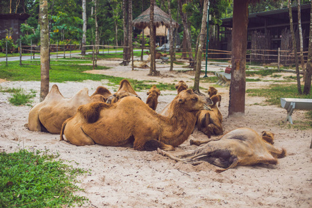 午饭后骆驼在农场休息