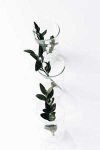 三绿色草本植物在玻璃被隔绝在白色背景之下