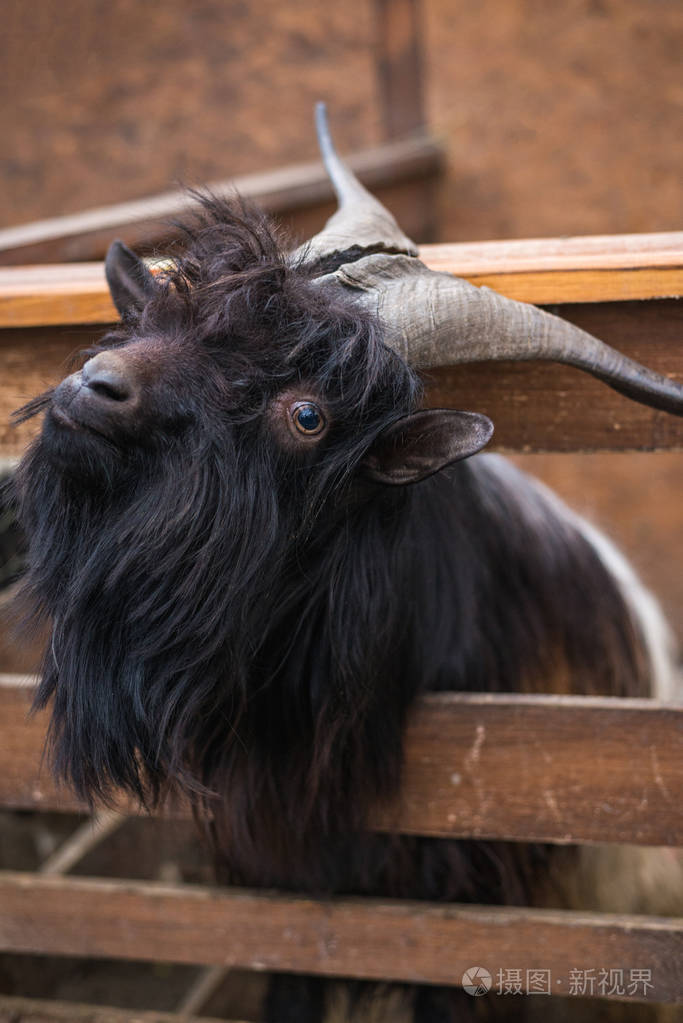 黑色成年山羊从栅栏后面伸出来