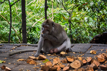 印度尼西亚巴厘岛乌布猴林猴群图片