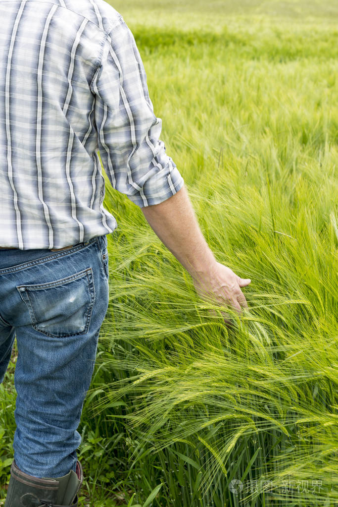 刷在小麦植株中字段的男人的手