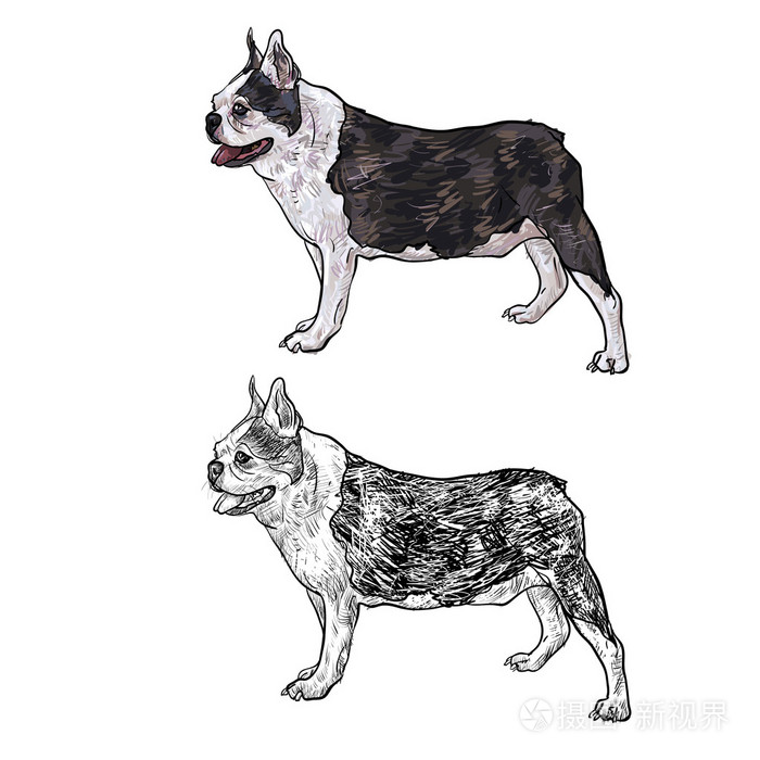 法国斗牛犬一侧绘图插画-正版商用图片0ci5nx-摄图新视界