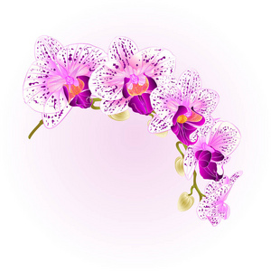美丽孤立的蝴蝶兰花紫色和白色带茎鲜花和芽复古矢量特写编辑插画