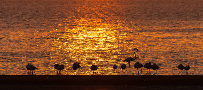 火烈鸟在日落时在沃尔维斯湾的剪影
