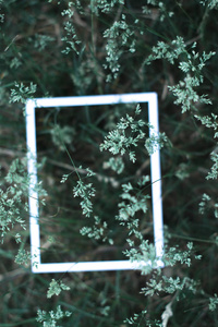 白框，背景为绿色的树叶，在模糊的背景