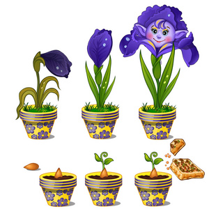 人脸上的魔法花盆的生长阶段。三阶段的植物成熟。卡通风格的矢量图像。在白色背景上隔离的插图