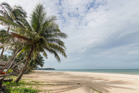 外用的海滩和椰子树