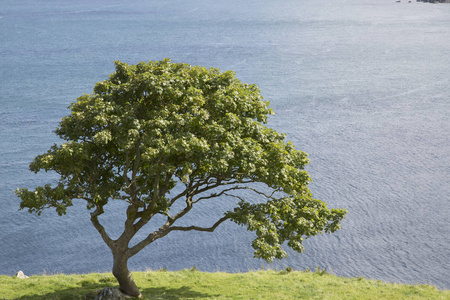 树在 Murlough 海滩安特里姆郡