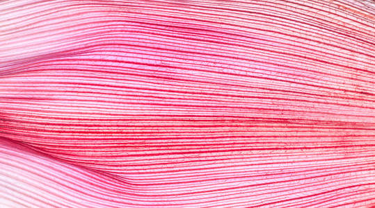 粉红色的玉米皮的抽象的或任何背景的特写