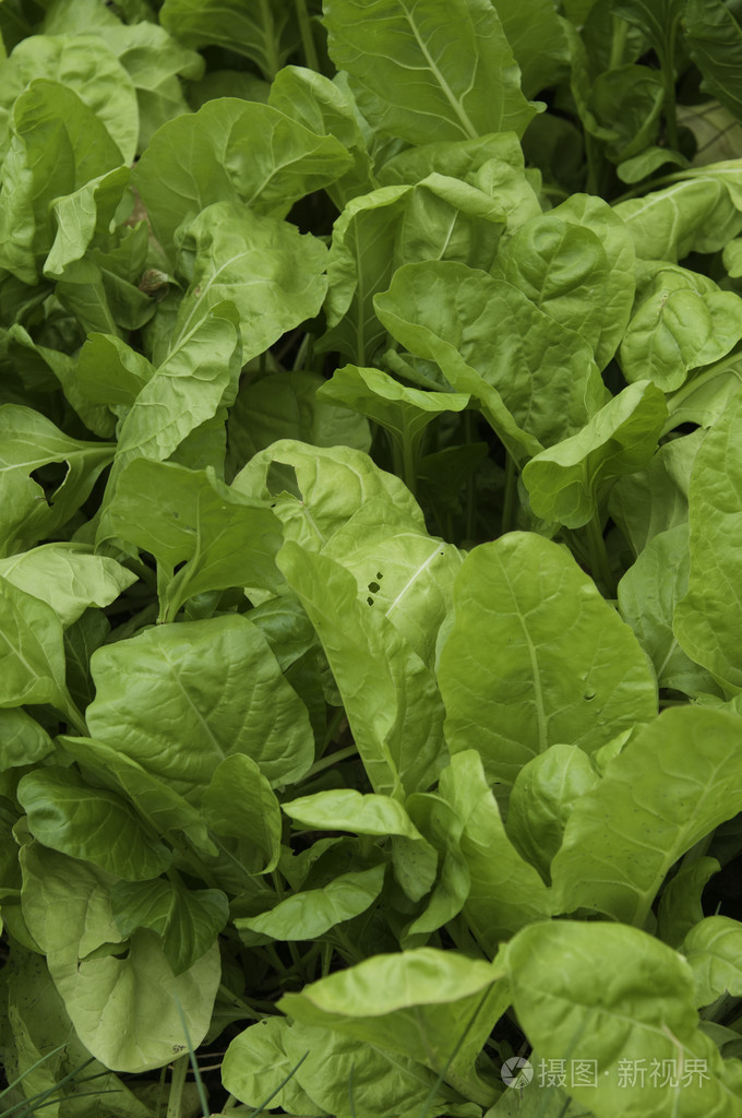 生菜叶子
