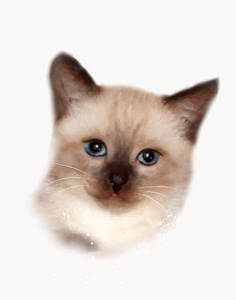 泰国猫的肖像