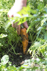 胡萝卜在花园里的女人