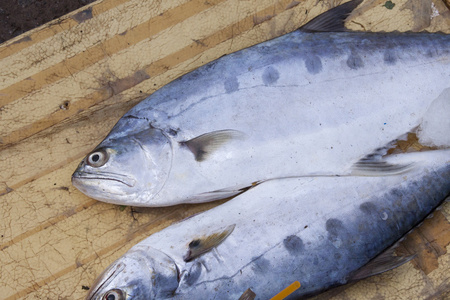 出口吞拿鱼图片