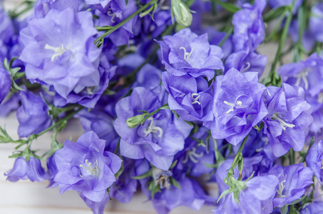 单瓣蓝色铃铛图片