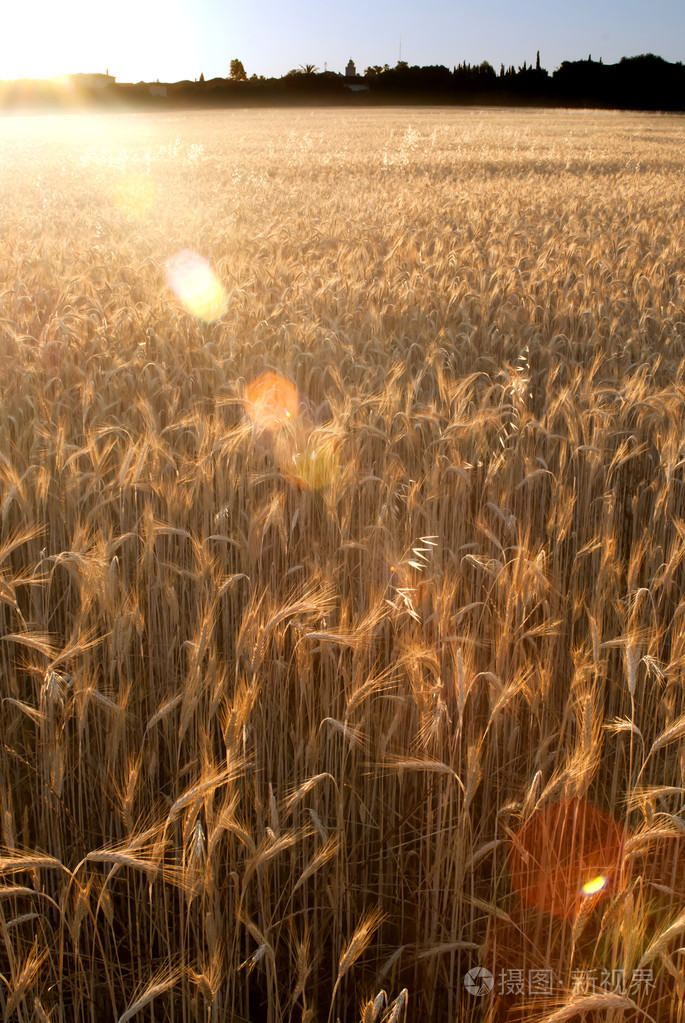 麦田在晴朗的一天的日出