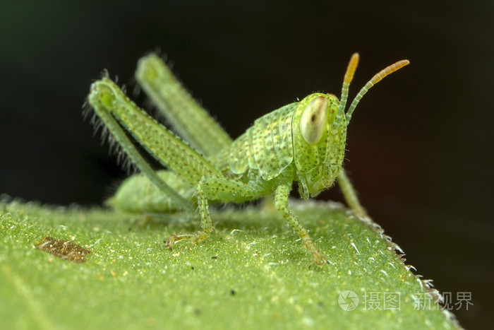 绿色蝗虫若虫
