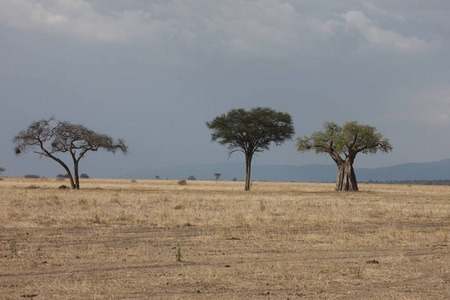 非洲大草原夏季 pictrures 野生动物园坦桑尼亚卢旺达博茨瓦纳肯尼亚