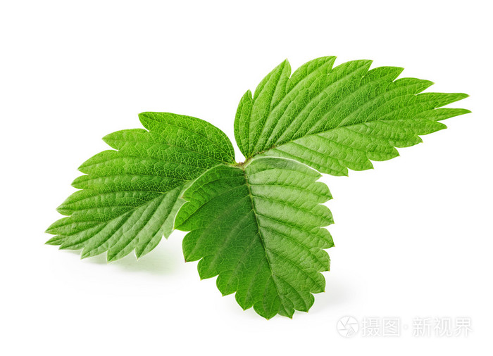 草莓的叶