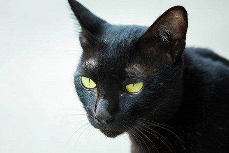 坐在一起看的眼睛的黑猫